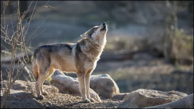Et combien de kilomètres peut-il parcourir sans s'arrêter ?