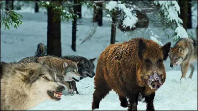 Un loup est-il capable de tuer un cerf ?