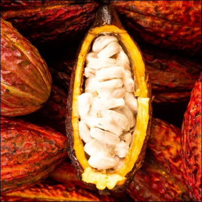 Pour les Aztèques, la fève de cacao avait une tellement grande valeur quils sen servaient comme _______.