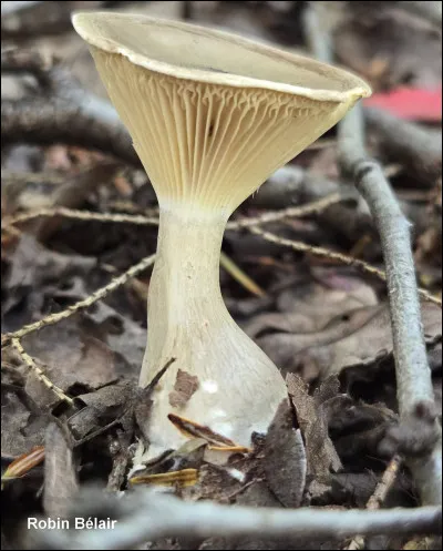 Son chapeau varie du beige au brun grisâtre, tandis que ses lames, blanchâtres à jaunâtres, sont longuement décurrentes. Son pied, élargi à la base, présente une texture spongieuse. Il dégage une odeur douce, souvent évoquant le raisin. Sa sporée est blanche, et il pousse fréquemment dans la litière de conifères. Ses spores mesurent 6-9(10) x 3-5 µm.