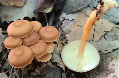 Espèce très commune. Contrairement à ce que son nom pourrait laisser penser, elle pousse sous divers types darbres, principalement au sol et parfois sur du bois en décomposition. Son chapeau est souvent légèrement visqueux, sans être gras au toucher. Il est lisse, hygrophane, et de couleur brun orangé à fauve lorsqu'il est jeune.