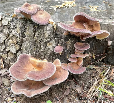 Il présente des basidiomes de forme pleurotoïde. Son chapeau, souvent pourpré à violacé dans sa jeunesse, est densément recouvert de poils. Ses lames, blanches et décurrentes, sont associées à un pied court. Il pousse en groupes sur du bois récemment mort de feuillus. Cette espèce est difficile à confondre avec dautres, grâce à ses caractéristiques bien distinctes. Elle peut apparaître tôt dans la saison, parfois dès le mois de juin.