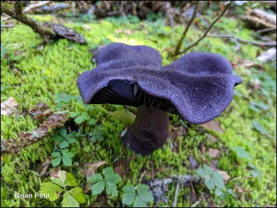 Son chapeau, de couleur violet foncé, est sec et présente une texture à la fois feutrée et squamuleuse. Il dégage une odeur rappelant le bois de cèdre. À la base de son pied, le mycélium est violet. Ce champignon pousse principalement dans les forêts de sapins mélangés à des bouleaux. Il se distingue des autres espèces violacées de son genre par son revêtement unique, la couleur de son chapeau et ses cystides proéminentes. Sa sporée est de couleur brun rouille. Il na pas de sosie au Québec.