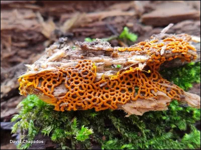 Ce myxomycète se distingue par ses plasmodiocarpes brillants et réticulés, son capillitium épineux et ses spores réticulées. Son capillitium présente de longues épines, tandis que ses spores font de 10 à 16 µm de diam. Il est souvent surnommé le "champignon pretzel" en raison de son apparence distinctive.