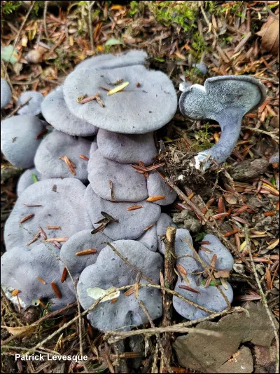 Son chapeau a une teinte bleue, tirant vers le bleu grisâtre ou le brun violacé lorsquil est frais. Sa face poroïde est bleue à bleu grisâtre, et son pied partage la même coloration. Ce champignon est mycorhizien et semble sassocier exclusivement avec la pruche. Au Québec, il ne possède aucune espèce ressemblante.