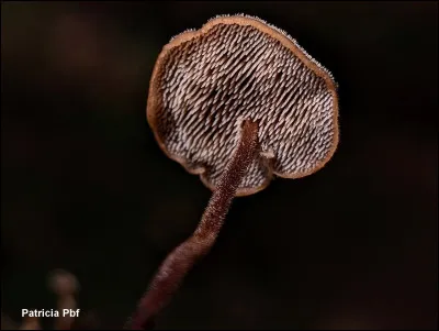 Ce champignon est assez commun et se reconnaît à ses petits basidiomes. Son chapeau mesure entre 1 et 4 cm de diamètre et est recouvert de poils brunâtres. Ses aiguillons sont blanchâtres à rosâtres au début, puis deviennent brun pâle à brun grisâtre avec l'âge. Son pied est excentré et souvent latéral. Il pousse principalement sur les cônes de conifères, surtout ceux des pins. Une observation attentive est nécessaire pour le trouver, car il est facile à manquer.