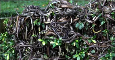 Cest parti : Lîle aux serpents compte environ 4000 serpents mortels. Où est-elle située ?