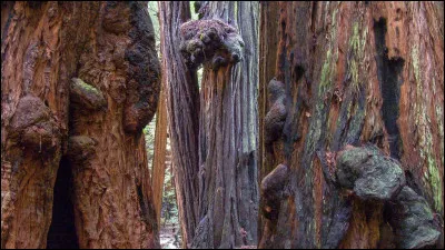 Quest-ce qui nest pas vrai à propos de Bohemian Grove, en Californie ?