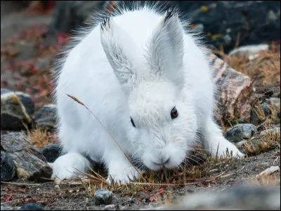 Laquelle de ces méthodes nest PAS utilisée par le lièvre arctique pour se réchauffer.