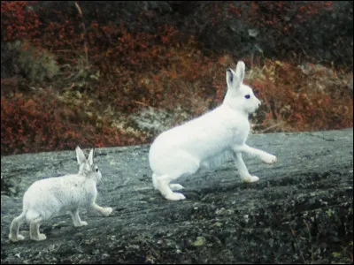 Vrai ou faux ?
Le lièvre arctique peut vivre sur la glace.