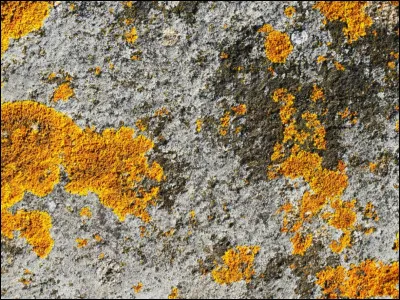 Quels aliments le lièvre ne consomme-t-il PAS ?