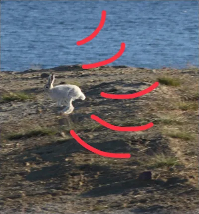 Quelle vitesse peut atteindre un lièvre arctique ?