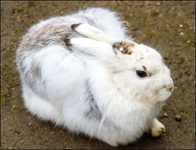 De quelle couleur sont les cils du lièvre arctique ?
