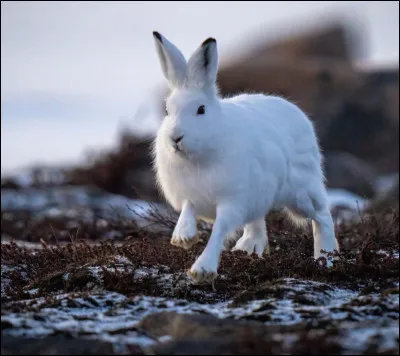 Vrai ou faux ?
La couleur de la fourrure du lièvre arctique change en été.