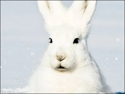 Comment les lièvres arctiques savent-ils où creuser pour trouver de la nourriture ?
