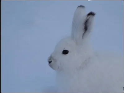 Vrai ou faux ?
Le lièvre arctique hiberne pendant les mois les plus froids de lhiver.