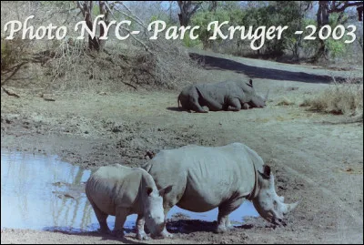 Quel est ce mammifère en R, un animal avec une ou deux cornes sur le nez, un corps massif et des jambes grosses et courtes ?