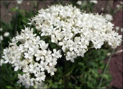 Quelle est cette plante en V dont les racines sont utilisées pour leurs effets sédatifs et anxiolytiques ?