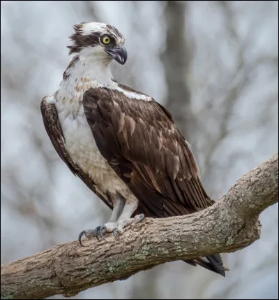 Quel est ce rapace diurne en B, un piscivore cosmopolite ?