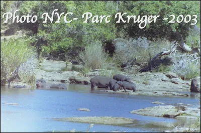 Quel est ce mammifère en H, semi-aquatique en forme de baril de 1 500 kg ?