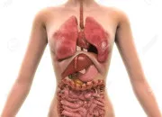 Quiz QCM 4 : Physiologie et neurologie L1