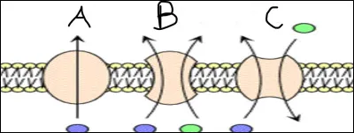 Complétez le schéma.