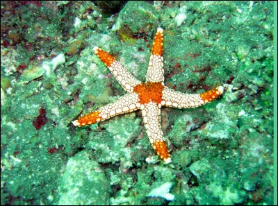 Vrai ou faux ?
Un seul bras dune étoile de mer peut régénérer son corps entier.