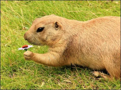 Le chiens de prairie saluent ________.