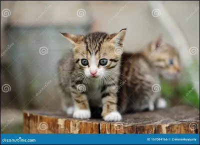 Tu es maintenant un apprenti. Comment t'appelles-tu ?