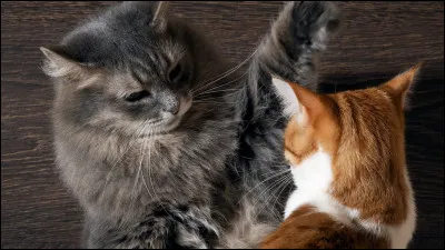 Aïe ! Une bataille contre le Clan de l'Ombre... que fais-tu ?