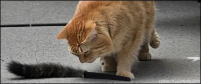 L'heure de ta mort est venue. Comment meurs-tu ?