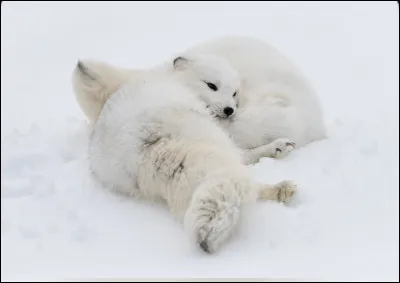 Combien de partenaires de son espèce le renard arctique a-t-il ?