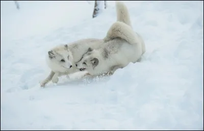 Combien de renardeaux compte généralement une portée ?