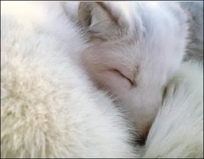 Vrai ou faux ?
Les renards arctiques hibernent.