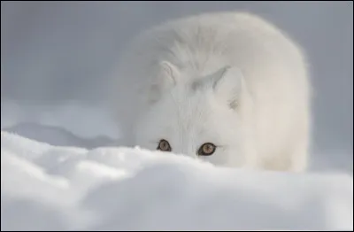 Le renard arctique ne se repose jamais, combien de lemmings peut-il attraper chaque jour ?