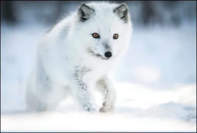 Pourquoi la fourrure du renard polaire est-elle blanche ?