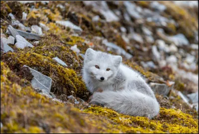 Laquelle de ses méthodes nest pas utilisée par le renard arctique pour se réchauffer lhiver ?