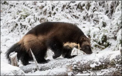 Lesquels de ces animaux sont des prédateurs du renard arctique ?
