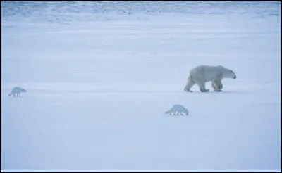 Pourquoi le renard arctique suit-il lours polaire ?