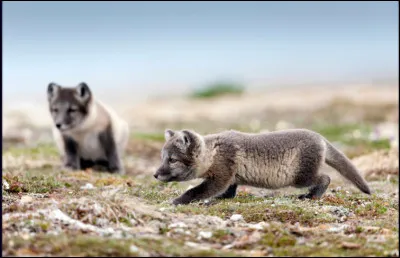 Le renard arctique, est-il une espèce menacée ?