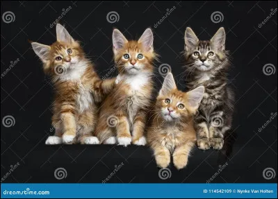 Des lunes plus tard, Feuille de Chêne t'avoue qu'elle va avoir des petits.
Quelle est ta réaction ?