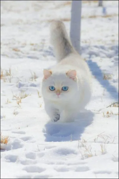 Quand elle va mettre bas, sous la neige, sa sur vient et lui dit qu'elle va avoir des chatons aussi et qu'elle veut bien s'occuper des vôtres. 
Quelle est ta réaction ?