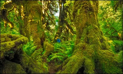 Du coup, Nuage de Forêt est ton apprenti, il travaille, il est doué, puis devient un guérisseur du nom de...