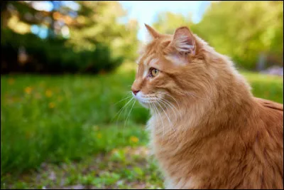 Tu es devenu guérisseur car...