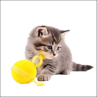 Tu es un chaton du nom de...