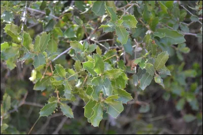 Finalement, tu es un apprenti guérisseur du nom de Nuage de Soleil. 
Feuille de Chêne, qui est aussi ton mentor guérisseur, te dit d'aller chercher de la bourrache et de la donner aux reines. Quelle est ta réaction ?