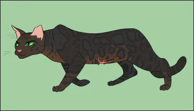 Comment les chattes adultes s'appellent-elles entre elles ?