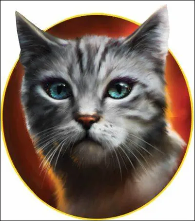 Et nous voilà à la dernière question. Je sais que ce quiz n'est pas très long mais j'espère qu'il vous aura plu. Connaissez-vous cette chatte grise ? Je ne donne pas plus d'indices à part que son père est le frère d'il de Geai.
