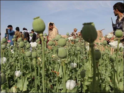 Je suis une jolie chatte au pelage gris. Qui suis-je ?