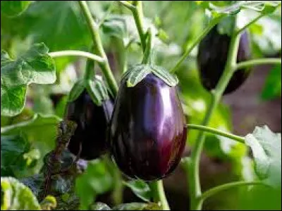 Dans quel plat trouve-t-on des aubergines ?